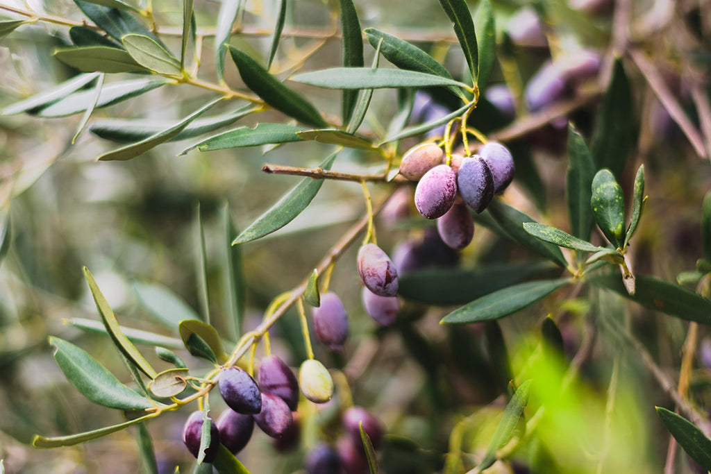 Taggiasca olives, the Ligurian excellence to be discovered