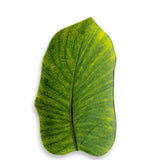 Melamine York Leaf Tray